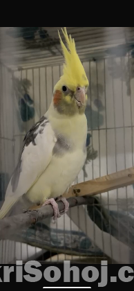 Cockatiel Bird